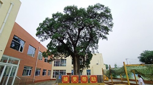 【腾讯99公益】为古树名木献爱心“救助古树你我共行动”腾讯公益平台上线