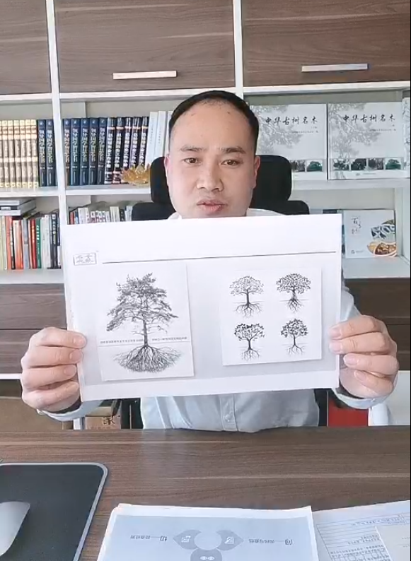 拿什么来拯救您：被深埋的古树？
